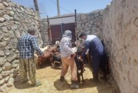 پایش بیماری طاعون نشخوارکنندگان کوچک در مناطق روستایی و حاشیه حیات‌وحش باشت