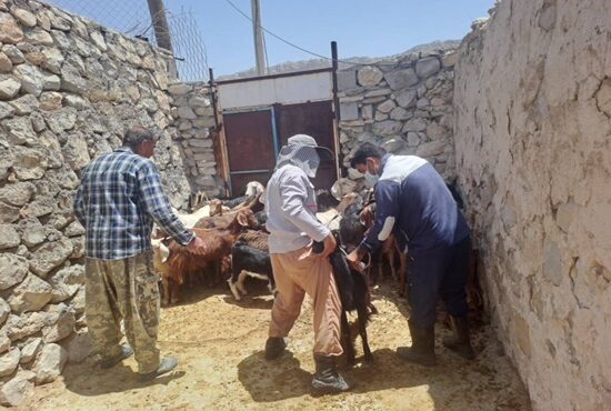 پایش بیماری طاعون نشخوارکنندگان کوچک در مناطق روستایی و حاشیه حیات‌وحش باشت