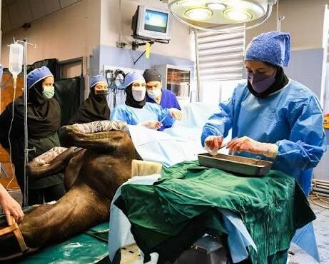 فقدان دامپزشک در سرآسیاب‌یوسفی؛ مطالبه دامداران منطقه از مسئولان